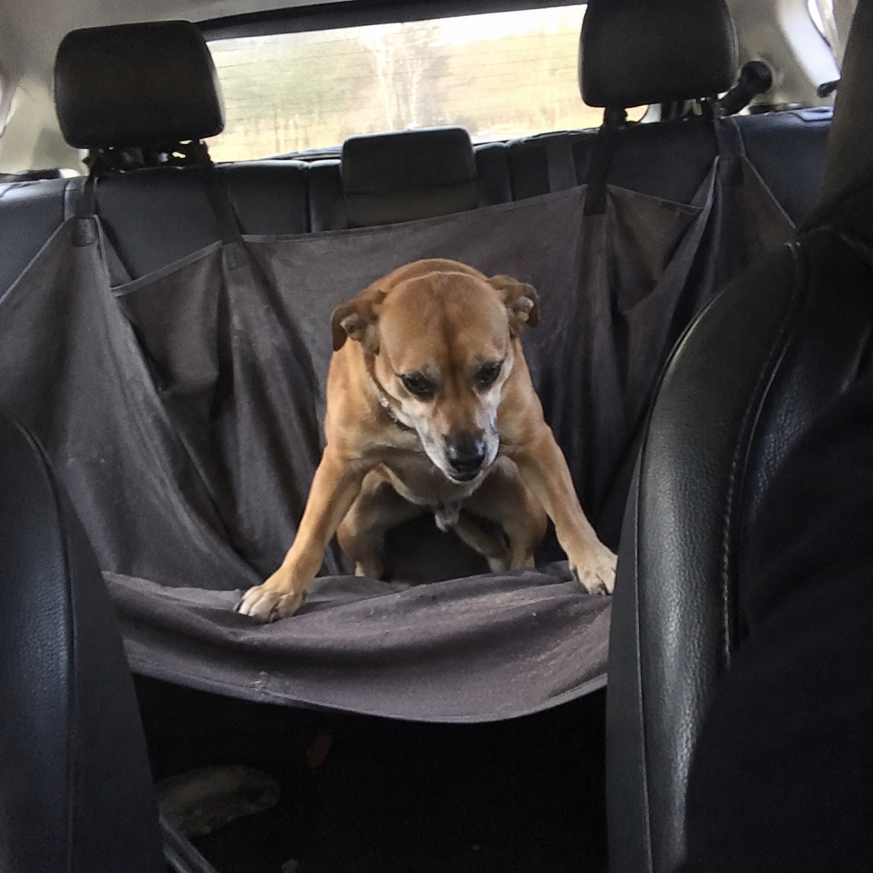 Hammock seat cover sagging in the middle under dog weight