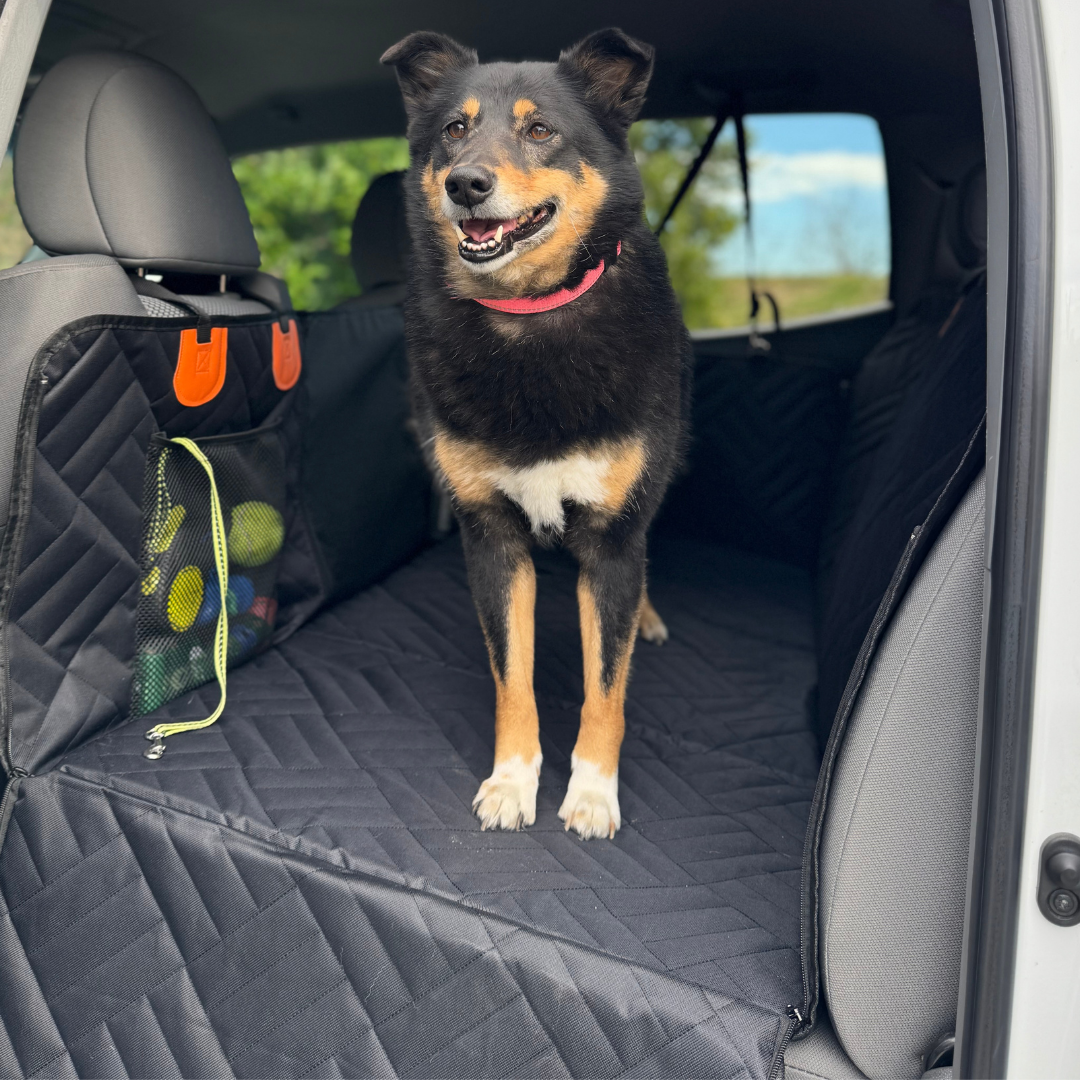 Dog relaxed and settled in back seat of car